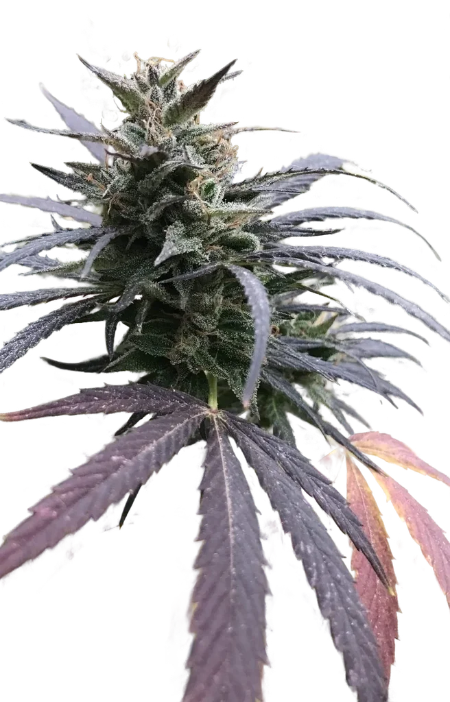 Blue Dream FAST – Produktansicht