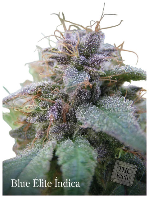 Blue Elite Indica – Produktansicht