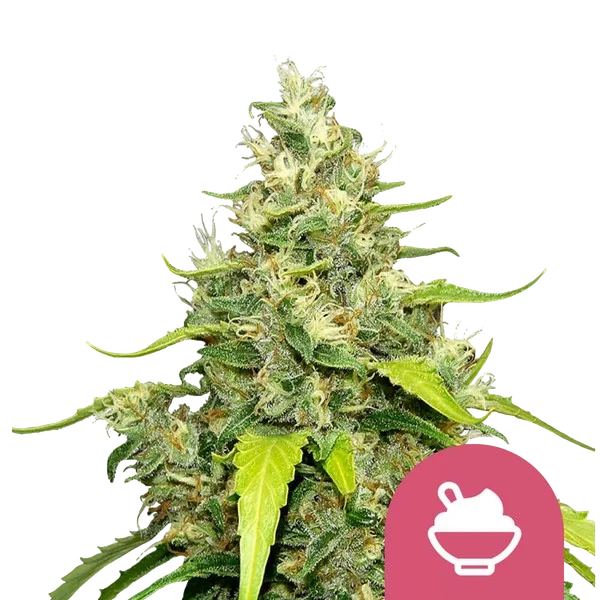 Blue Gelato – Produktansicht