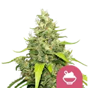 Blue Gelato | PHOTOFEM | Royal Queen Seeds