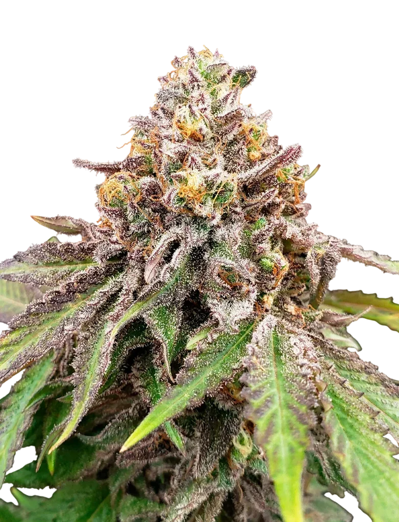 Blue Haze x Gelato 41 Auto – Produktansicht