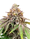 Blue Haze x Gelato 41 Auto | AUTOFEM | Greenhouse Seed Co.