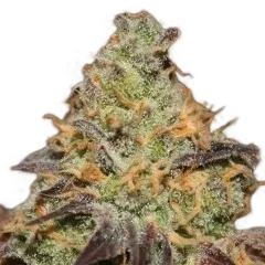 Blue Kush Berry | PHOTOFEM | Paradise Seeds