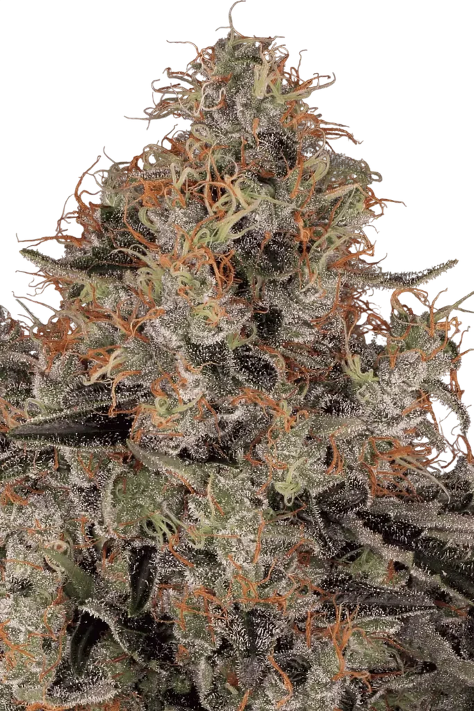 Blue Kush Berry – Produktansicht
