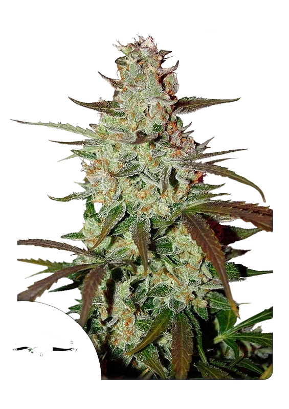 Blue Mazar Auto – Produktansicht