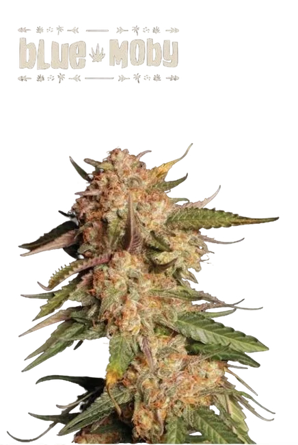 Blue Moby Auto – Produktansicht