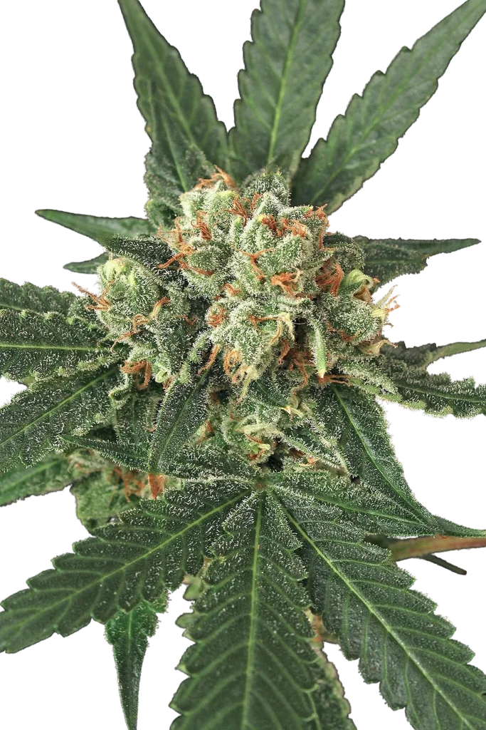 Blue Monkey – Produktansicht