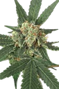 Blue Monkey | PHOTOFEM | Exotic Seed