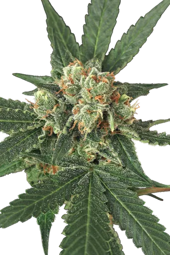 Blue Monkey