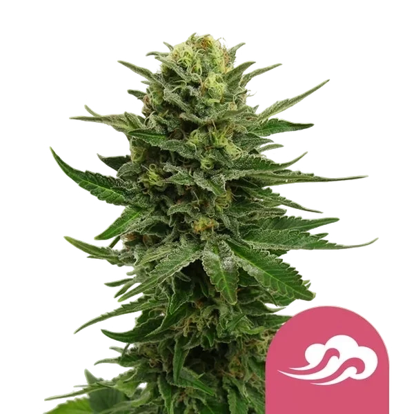 Blue Mystic – Produktansicht