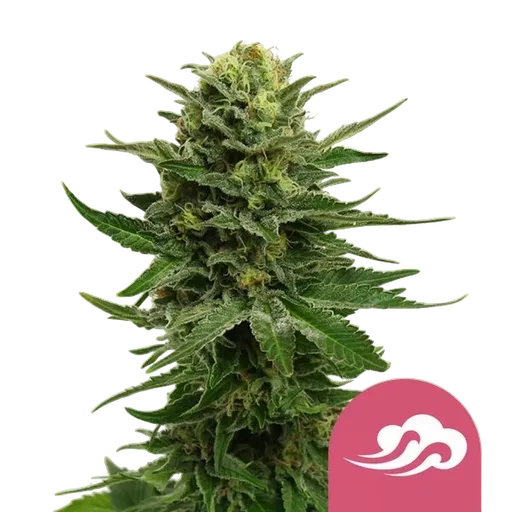 Blue Mystic | PHOTOFEM | Royal Queen Seeds