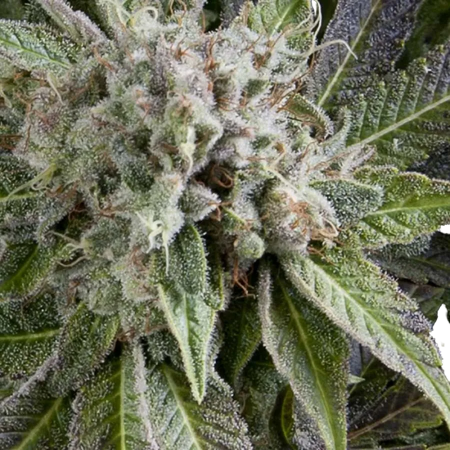 Blue Pyramid Auto | AUTOFEM | Pyramid Seeds