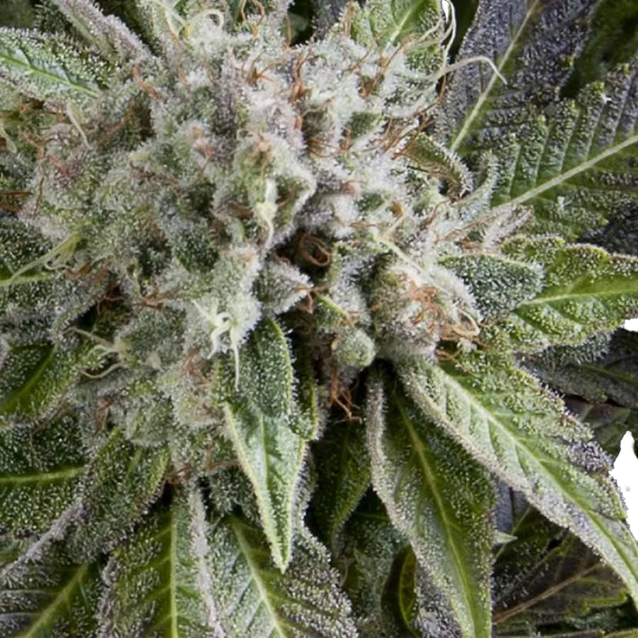 Blue Pyramid Auto – Produktansicht
