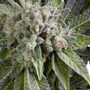 Blue Pyramid Auto | AUTOFEM | Pyramid Seeds