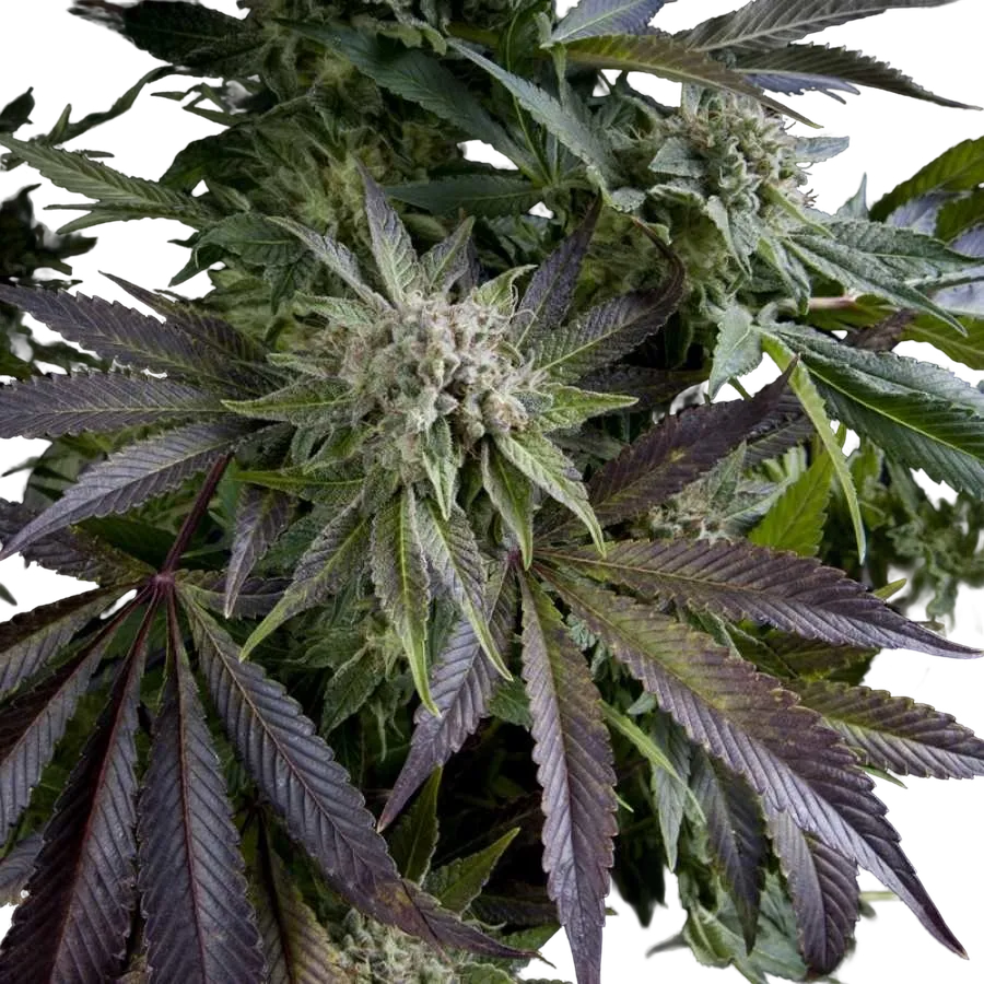 Blue Pyramid | PHOTOFEM | Pyramid Seeds