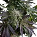 Blue Pyramid | PHOTOFEM | Pyramid Seeds
