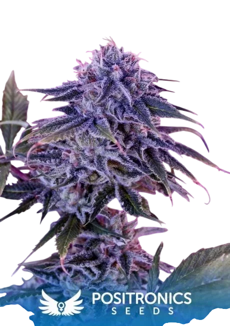 Blue Rhino – Produktansicht