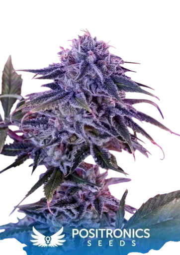 Blue Rhino