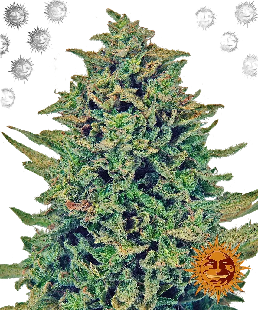 Blue Shark CBD – Produktansicht