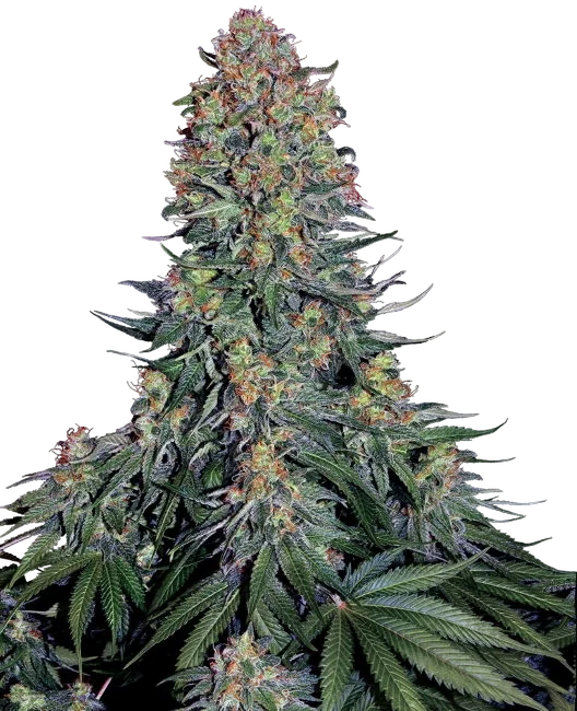 Blue Skunk – Produktansicht