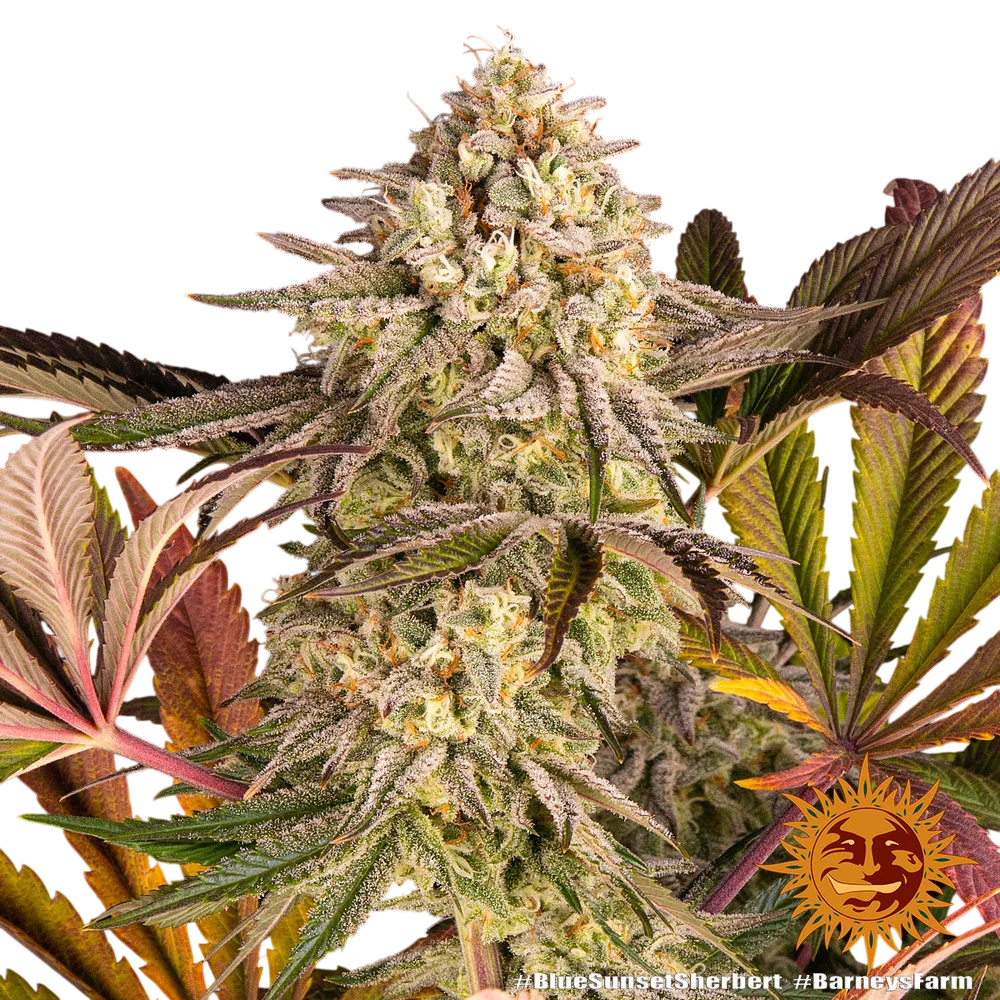 Blue Sunset Sherbert – Produktansicht