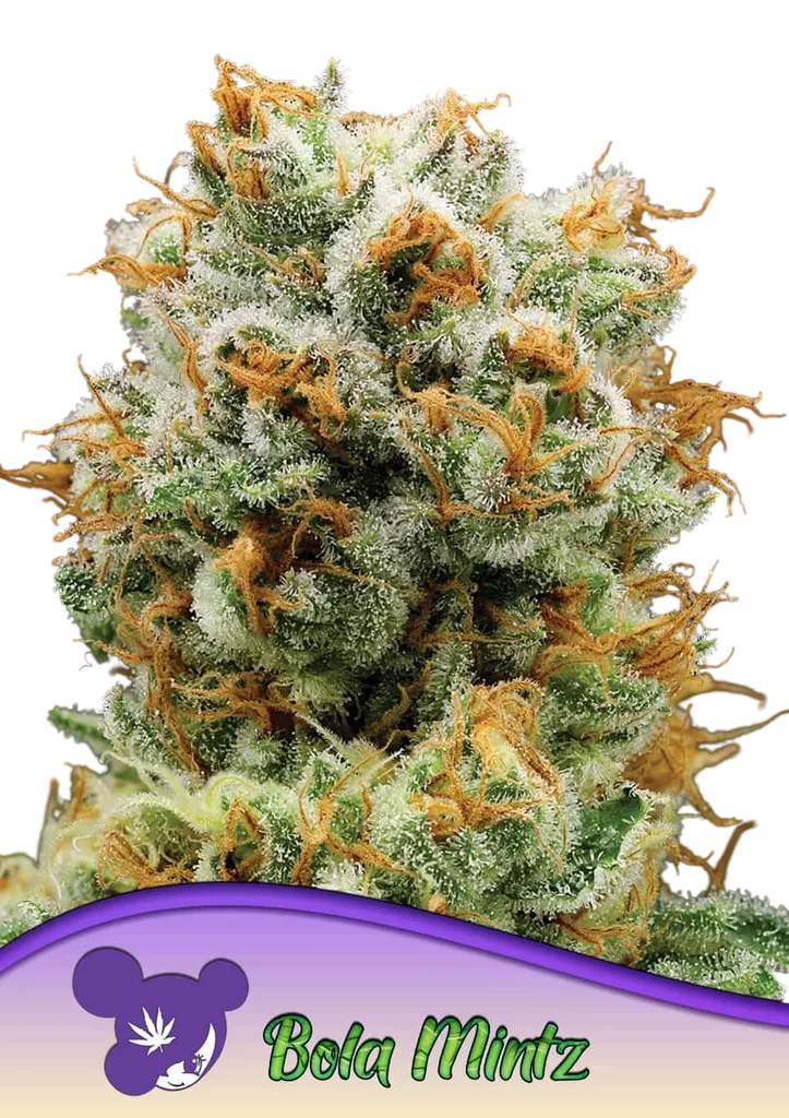 Bola Mintz | PHOTOFEM | Anesia Seeds