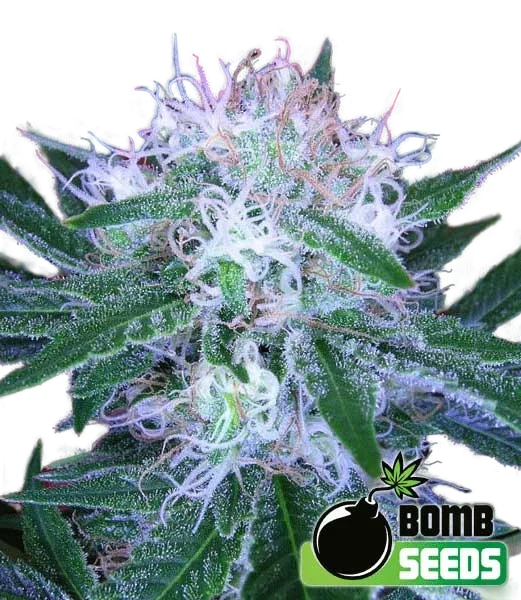 Bomb Auto – Produktansicht