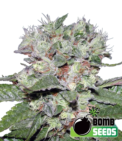 Bomb CBD – Produktansicht
