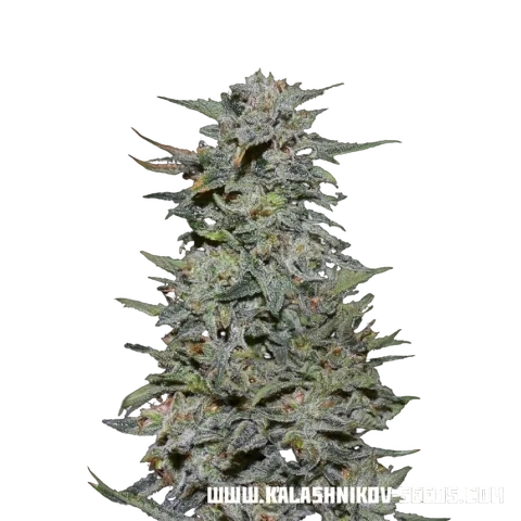 Boy Scout Cookies – Produktansicht