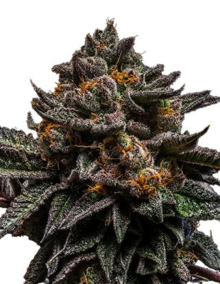 Braincake | PHOTOFEM | Ripper Seeds