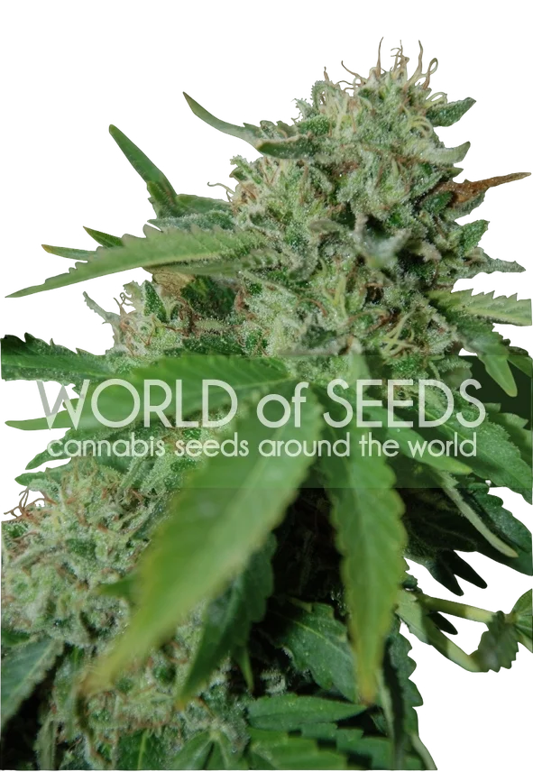 Brazil Amazonia – Produktansicht