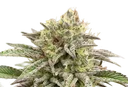 Break-Up Cake | PHOTOFEM | Kannabia Seeds