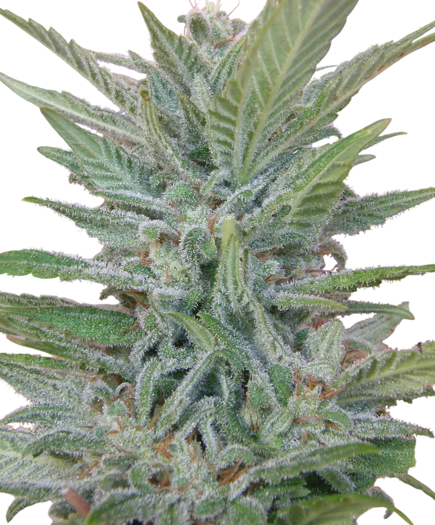 Brooklyn Mango – Produktansicht