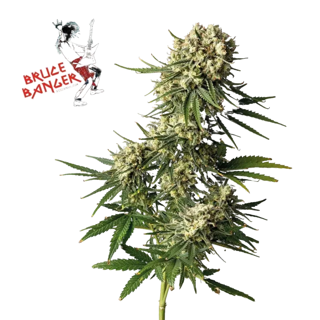 Bruce Banger – Produktansicht