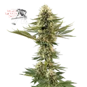 Bruce Banger Fast | PHOTOFEM | Seedsman