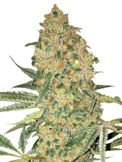 Bruce Banner – Produktansicht