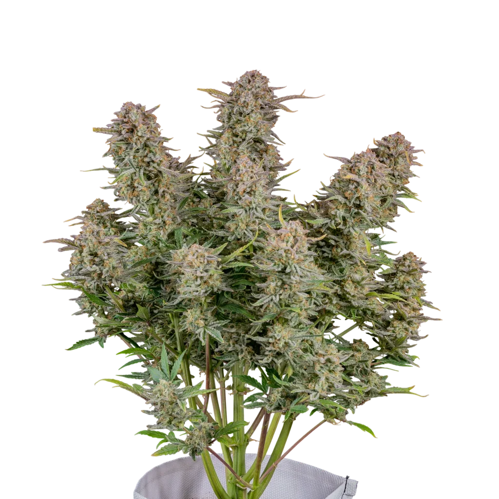 Bruce Banner Auto – Produktansicht