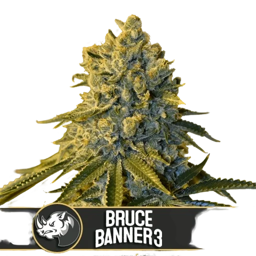 Bruce Banner #3 – Produktansicht