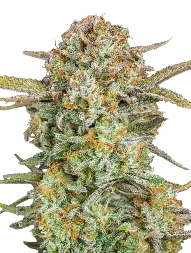 Bruce Banner XXL Auto | AUTOFEM | Advanced Seeds