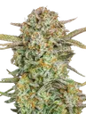 Bruce Banner XXL Auto | AUTOFEM | Advanced Seeds