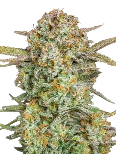 Bruce Banner XXL Auto