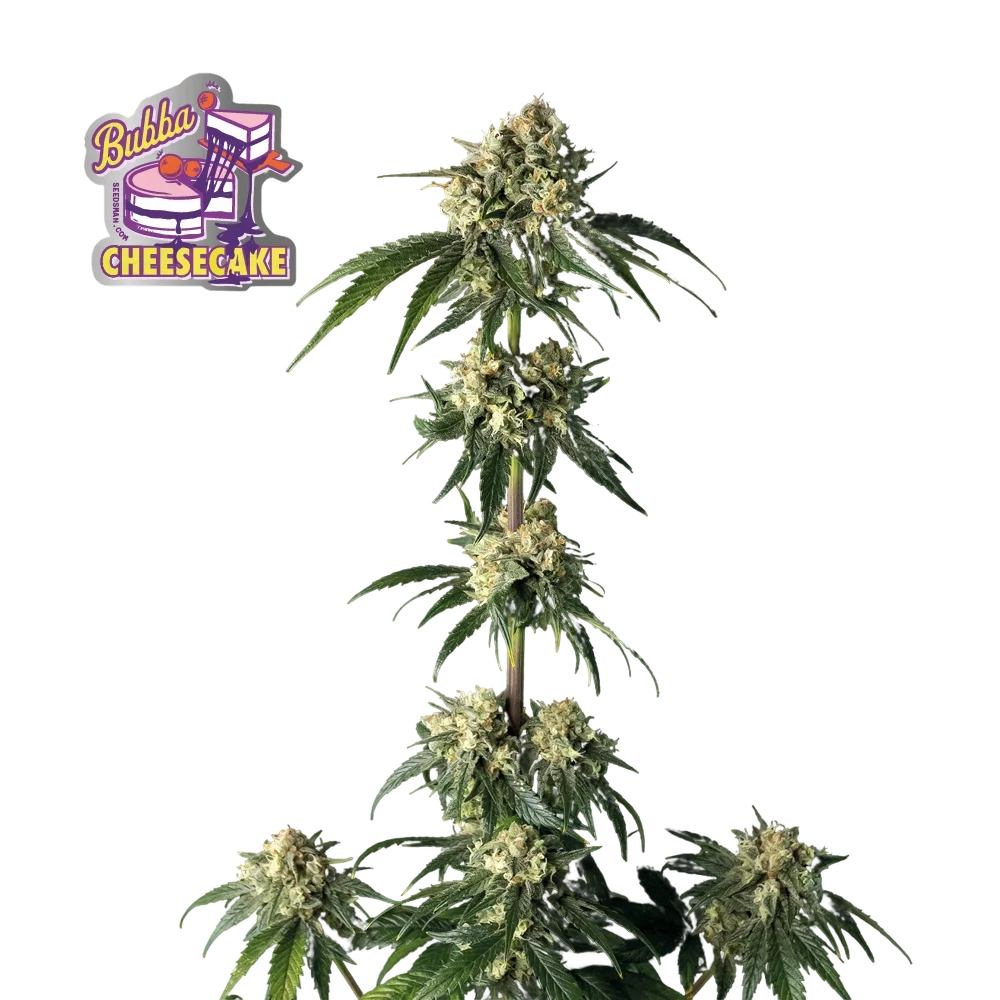 Bubba Cheesecake – Produktansicht