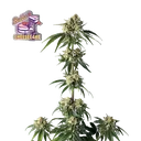 Bubba Cheesecake | PHOTOFEM | Seedsman