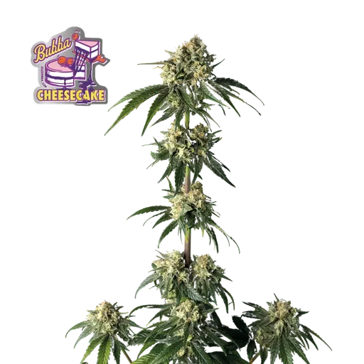 Bubba Cheesecake