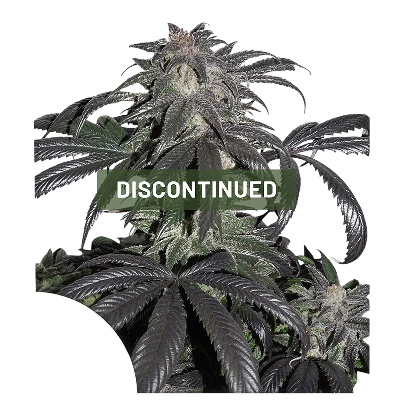Bubba Island Kush – Produktansicht