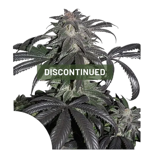Bubba Island Kush | PHOTOFEM | Dutch Passion