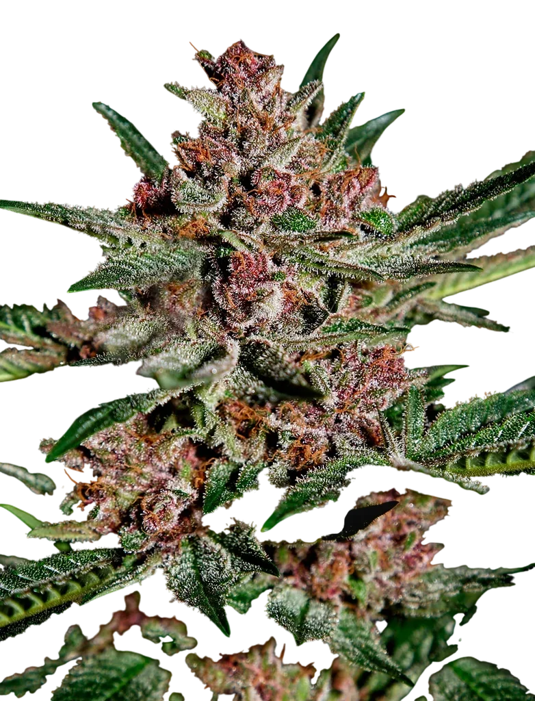 Bubba Kush – Produktansicht