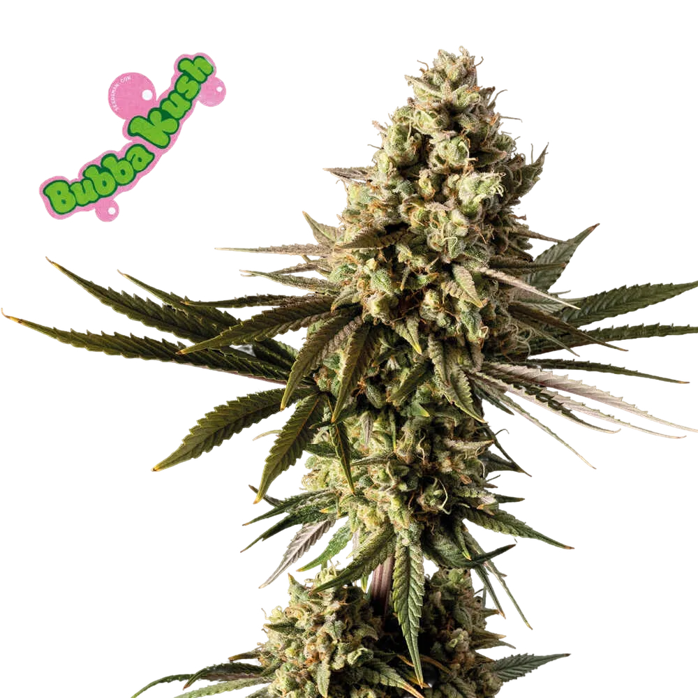 Bubba Kush | PHOTOFEM | Seedsman