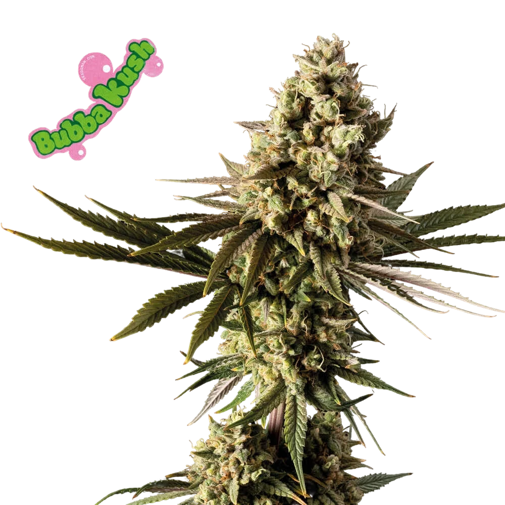 Bubba Kush – Produktansicht