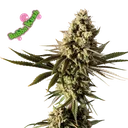 Bubba Kush | PHOTOFEM | Seedsman